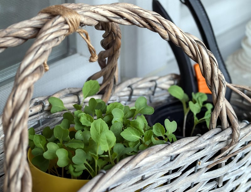 Balcony gardening ideas